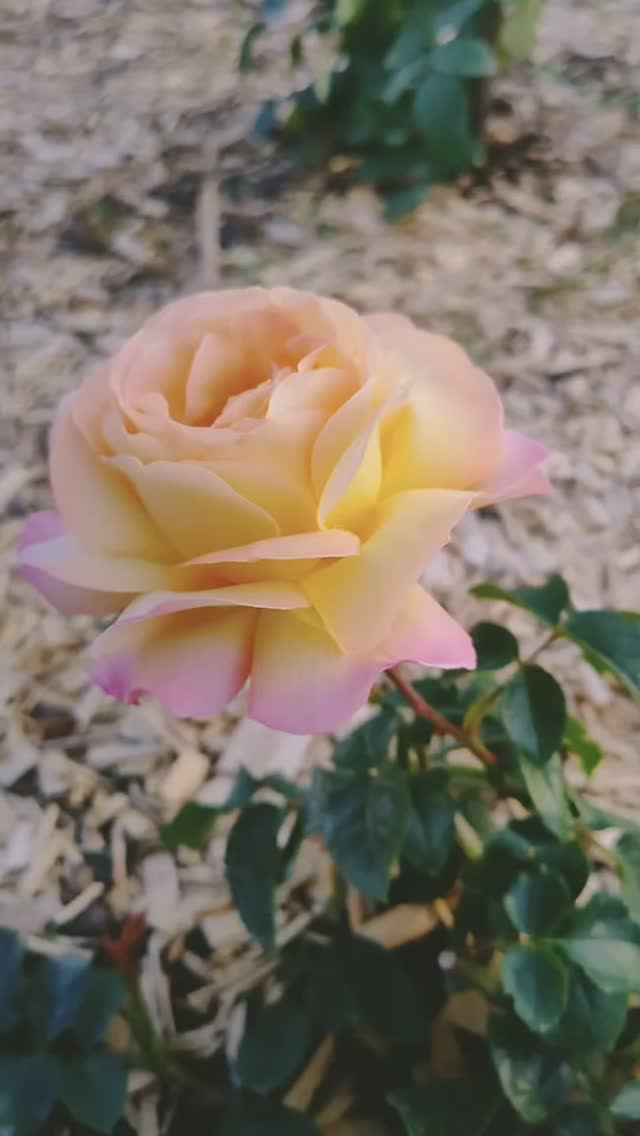 Лето!!! ЦВЕТЫ!!! (1) смотреть онлайн