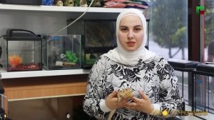 КАК УХАЖИВАТЬ ЗА БОРОДАТОЙ АГАМОЙ