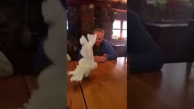 Попугай ара танцует под деспасито смотреть онлайн