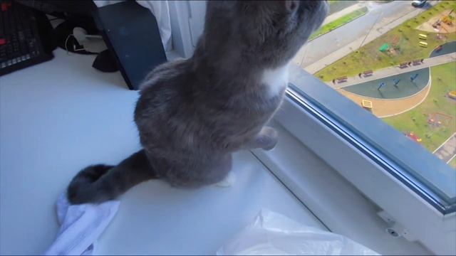 VLOG: РАСПАКОВКА, РЫБАЛКА, СМЕШНОЙ МОНТАЖ, ПРОСТЫЕ РЕЦЕПТЫ, КОТИКИ! смотреть онлайн