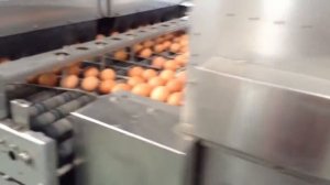 Автоматические оборудования для сбора яиц