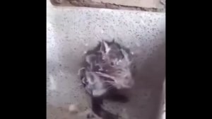 Крыса моется