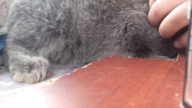 Обзор на маленьких крольчат