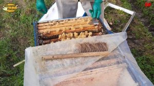 пчеловодство, весна май стабильное развитие несмотря на холодную весну