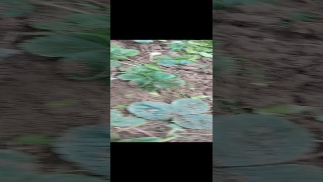 1000011519.mp4