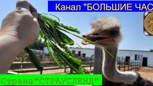 "СТРАУСЛЕНД"-ЭкоСтрана, где всем рады!