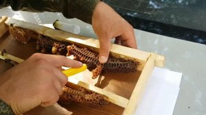 Постановка маточников в улья.