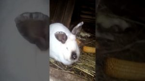 миксоматоз у кроликов