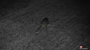 ATN X-Sight 4K Pro 5-20x