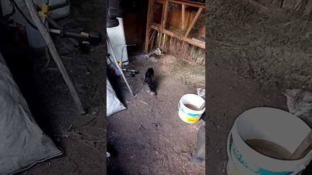 Максим поймал крысу. смотреть онлайн