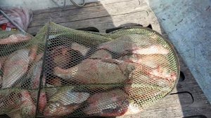 Суходольское озеро Рыбалка 17.08.2023.