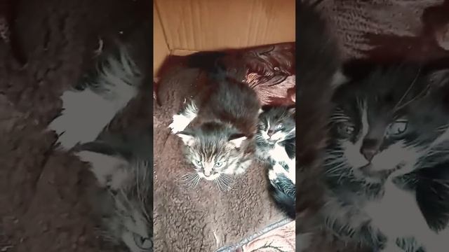 Котята зевают и мурчат. Очень мило! смотреть онлайн