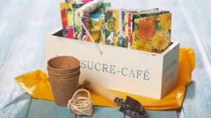 Цветочный пасьянс.
Обзор цветочных однолетников на 2023 г.