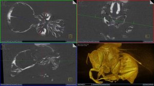 Видео КЛКТ реконструкции шмеля