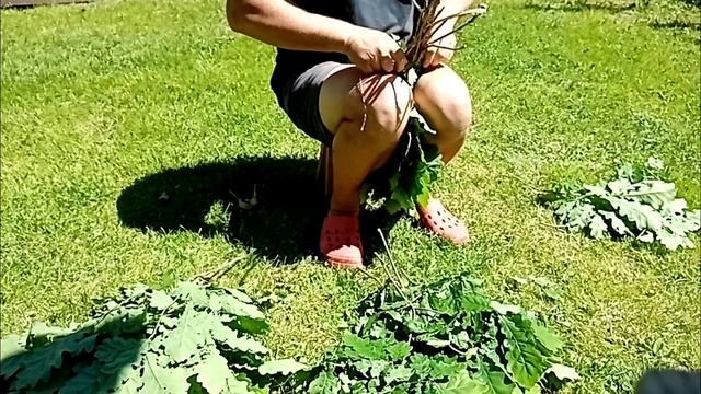 Вязание банных веников(дуб). смотреть онлайн