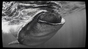 Кто такие Китовые Акулы🐳Интересные и Малоизвестные факты о Китовых Акулах🔥 AnyWild