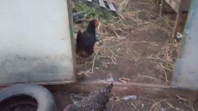 КАК ЭКОНОМНО ОСВЕЩАТЬ ТЕПЛИЦУ смотреть онлайн