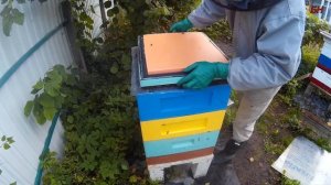 зимовка пчел под открытым небом,  утепляю экструдированным пенополистиролом, семья на 145-й рамке