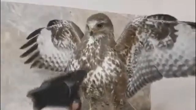 Крылья вверх смотреть онлайн