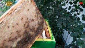 пчеловодство, многокорпусное содержание, на рамках дадан, возможно или нет