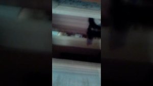 Как поймать кошку в доме
