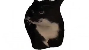 Spinning Cat