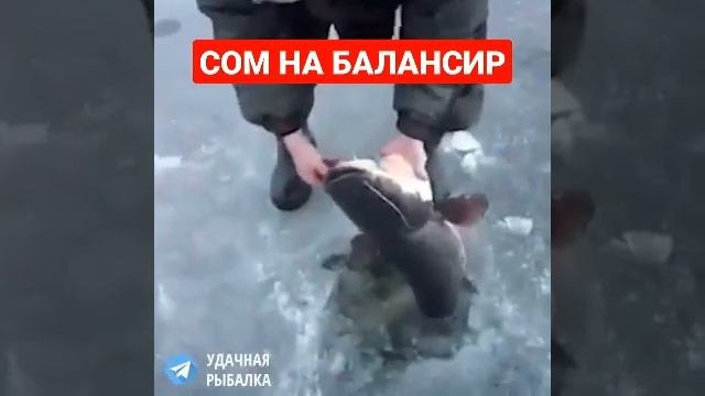 Сом зимой на балансир)#рыбалка #зимняяловлярыбы #балансир #бур