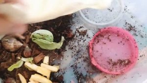 Какой уход нужен за улитками ахатинами