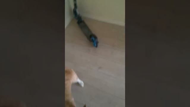 Наш Арчер после ванны смотреть онлайн