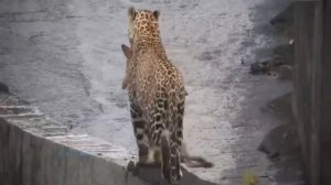 Леопарды крадут  собак