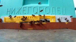 пчела выгоняет трутня улей ППУ "Нижегородец"