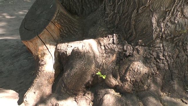 Футаж Первомайский сквер Новосибирск 000995 смотреть онлайн