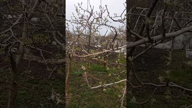 Садок навесні 17.04.22 року. смотреть онлайн