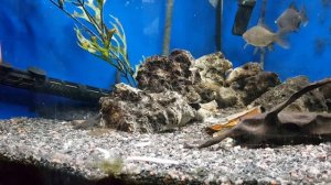 Сом в домашних условиях