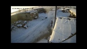 Лиса с бешенством засветилась на камеру видеонаблюдения