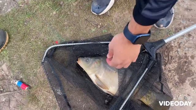 Прикормка на карпа, клює так що всі заздрять🎣 👌 смотреть онлайн