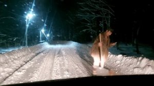 в Дроздово даже коты🐈 заняты на уборке дорог после снегопада.