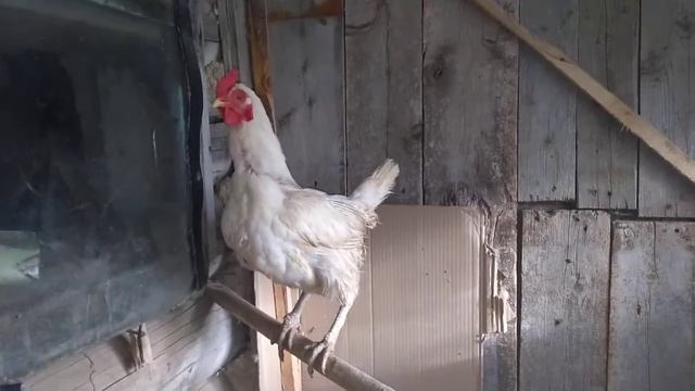 Майская ночь или почти утопленница. 12 июня 2020 г смотреть онлайн