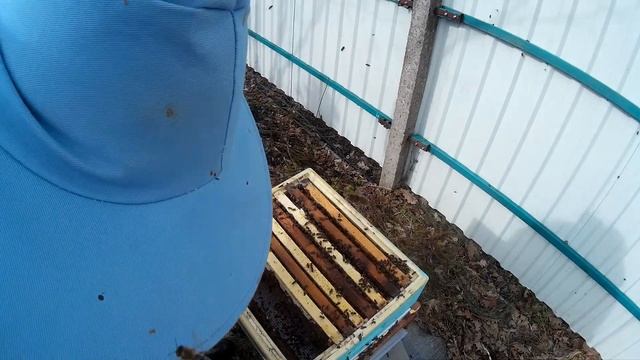 пчеловодство семья на 145 й рамке осмотр, обработка чистотелом, ротация корпусов