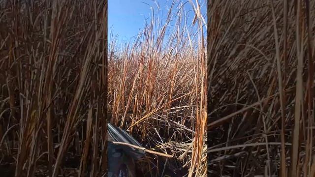 Охота на утку смотреть онлайн