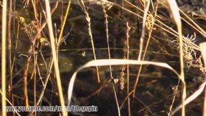 Как нерестится ЩУКА весной!! Внимание!?)