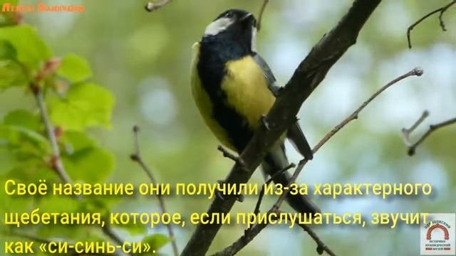Большая синица