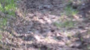 Встреча с медведем