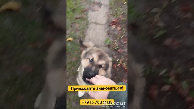 Найда. Путь домой