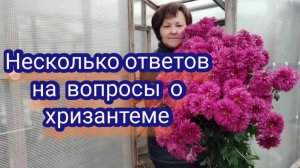 Хризантема. Отвечаю на ваши вопросы. Часть 1.