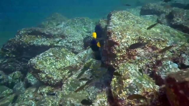 Zebrasoma xanthurum | Purple tang facts | Yellowtail tang смотреть онлайн