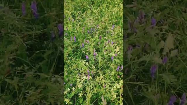 С днём России!!! смотреть онлайн