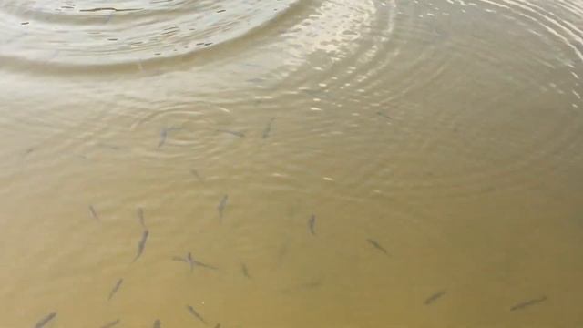 Кормим линя хлебом в лесном озере.