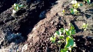 Как Развиваются ДЫНИ Посаженные под СПАНБОНД 19 мая. Уход. часть2. 2 июля 2020г.