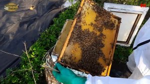 пчеловодство, май, мёд вместо роя